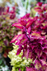 Beautiful plant with pink leaves. Close up, smooth bokeh.