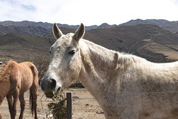 Landscapes in Argentina - The Natural lifestyle of camping and backpacking
