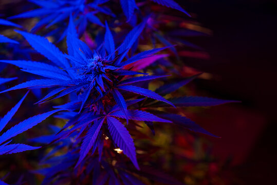 Exotic contrast Colors of Macro photography Flowering Cannabis making trichome final stage for growing Cannabis
