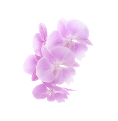 Naklejka na ściany i meble Pink beautiful orchid.