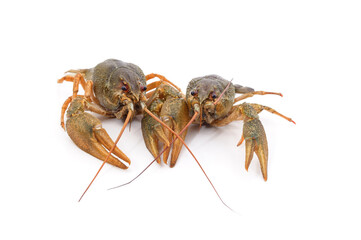 Two green crayfish.