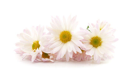 Beautiful white chrysanthemums.