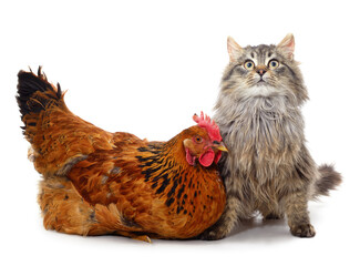 A kitten and a chicken are sitting.