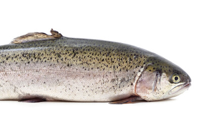 One trout with its mouth open.
