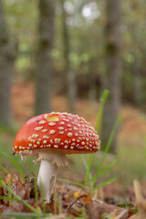 Amanita muscaria, commonly known as the fly agaric or fly amanita, is a basidiomycete of the genus Amanita in a pine forest