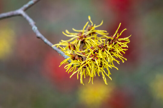 Hamamelis, Zaubernuss