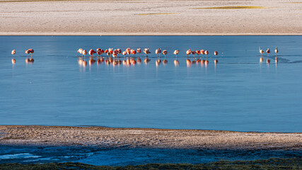 Group of James's Flamingo's (Phoenicoparrus jamesi) resting on the half frozen salt lake of Salar Surire in northern Chile
