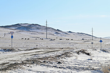 Winter Landscape of Countryside of Irkutsk Oblast with Herd of Cows in Siberia, Russia