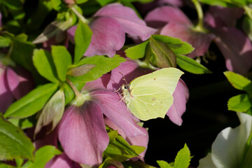 Common brimstone butterfly (Gonepteryx rhamni) sitting on pink flower in Zurich, Switzerland