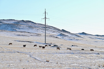 Herd of Cows in Countryside of Irkutsk Oblast During Winter in Siberia, Russia