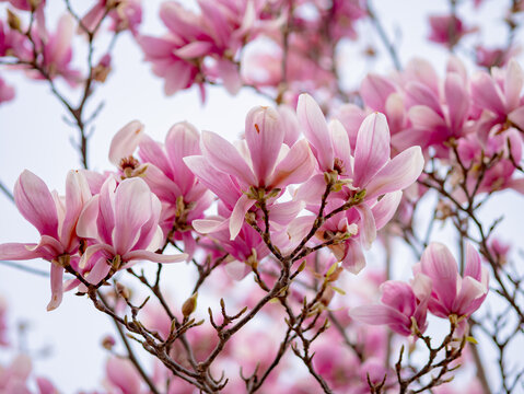 Blooming magnolia. Large pink with a hint of purple flowers on a magnolia tree in early spring. Beautiful magnolia spring blossoms on the street. Rovinj, Istria, Croatia - March 12, 2023