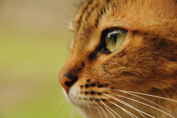 Gato marrom de olhos verdes olhando para frente