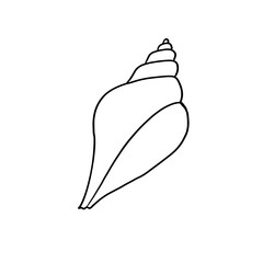Vector seashell contour line art. Simple illustration, silhouette, isolated on white background.