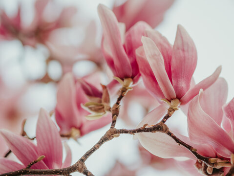 Early Spring Images – Browse 349,993 Stock Photos, Vectors, and