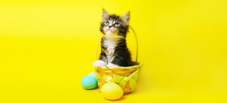 Happy Easter. playful striped kitten in a basket with colorful easter eggs on yellow background. Happy Easter banner with copy space for text