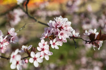 Close-up of almond blossoms near Edenkoben/Germany in Rhineland-Palatinate