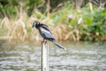 Anhinga