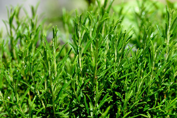 Rosmarin (Rosmarinus officinalis) aromatic herb