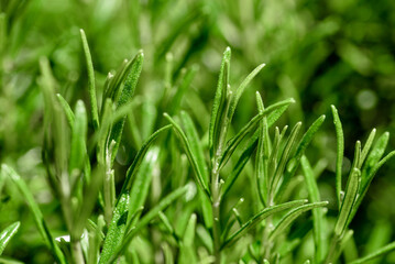 Rosmarin (Rosmarinus officinalis) aromatic herb