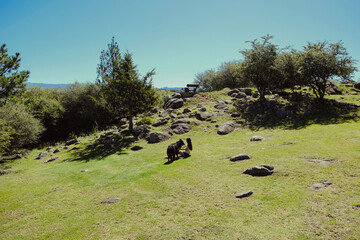 Young woman interacting with her dog outdoors. Nature. Summer