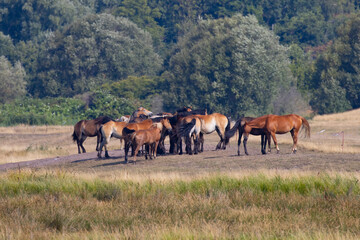 Fototapeta na wymiar herd of horses in the field, Hiddensee Island Germany