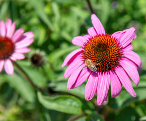 Obraz premium Echinacea purpurea. Worker bee on close up purple, hedgehog coneflower. Blur background.