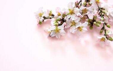 Bloom almond tree nature, orchard flower. Spring pink blossom background. Easter season