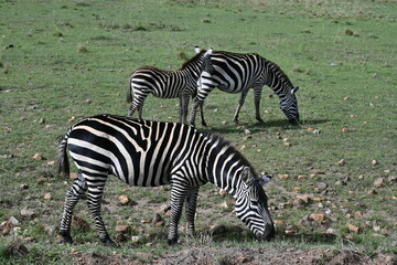 Fototapeta na wymiar Cebras en el Parque Nacional Maasai Mara, Kenia