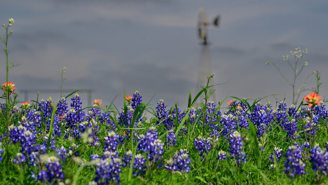 Bluebonnets in focus with windmill