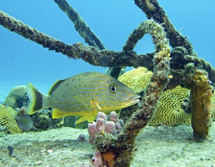 Bluestriped Grunt on the reef