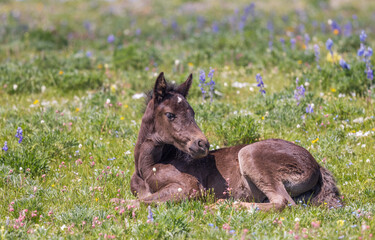 Cute Wild Horse Foal in Summer in the Pryor Mountains Montana