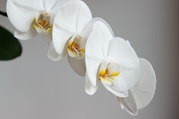 Fototapeta na wymiar White orchid flower on a white background