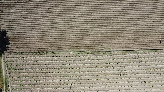 Aerial View of the Lush and Bountiful Plantain Plantation in Azua, Dominican Republic: Exploring the Farming Techniques, Harvesting Process and Natural Resources of the Tropical Crop, Featuring the De