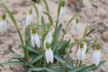 snowdrops in snow