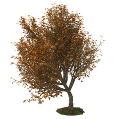 3D render of a tree cut out isolated over a transparent background 3d rendering png file