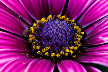 Macro photography of a Cape daisy flower - Osteospermum ecklonis