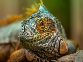 GRÜNER LEGUAN