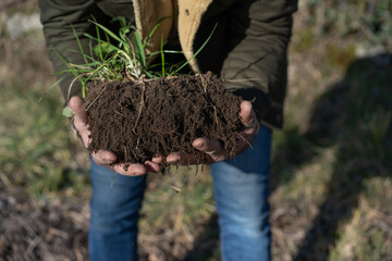 A man's hands gently cradle a patch of soil where a cluster of vibrant green plants are sprouting in a lush garden on a sunny afternoon