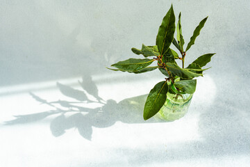Close up of green glass vase with laurel tree branches