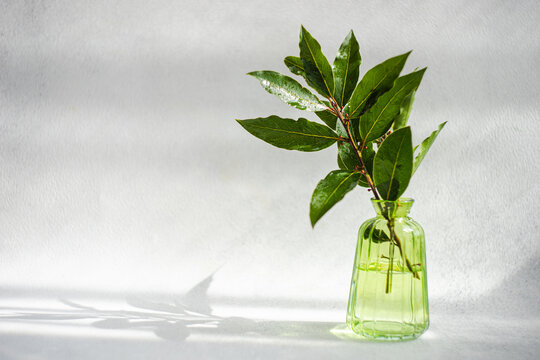 Close up of green glass vase with laurel tree branches
