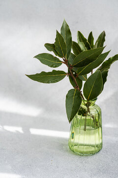 Close up of green glass vase with laurel tree branches