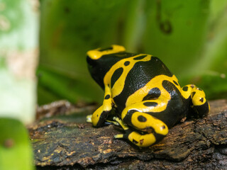 Pfeilgiftfrosch