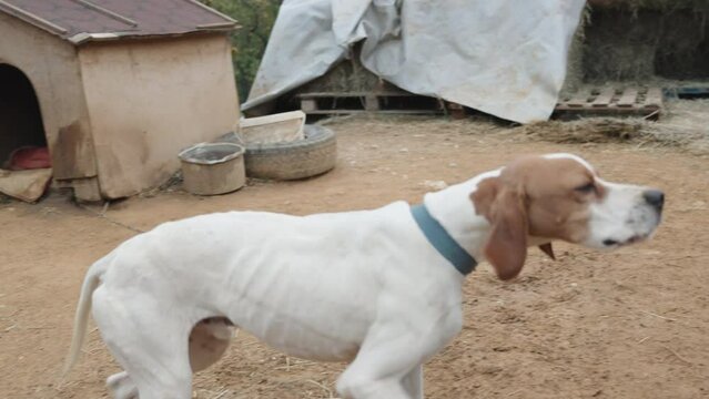 A thin dog of the hound breed, running around on a chain. She wags her tail and the woman strokes her.