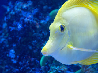 Fisch