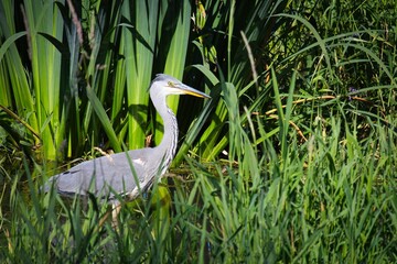 grey heron