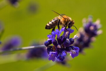 bee on a flower