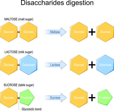 Disaccharides digestion. Enzymes effect on disaccharides molecules
