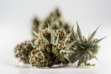 Marijuana buds on white background created with Generative AI Technology, ai, generative