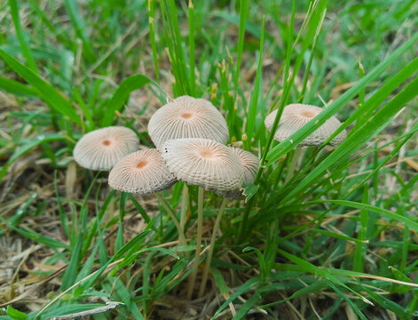 Small forest mushrooms growing in the grass - Powered by Adobe