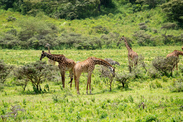 Naklejka premium giraffe in the savannah